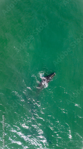 Baleia Franca Oceano Atlantico Sul Eubalaena Australis Animal Aquático Água Salgada Mar Vida Marinha Submarina Natureza Peixe Mamífero Sol Verão Conservação Drone Aérea 