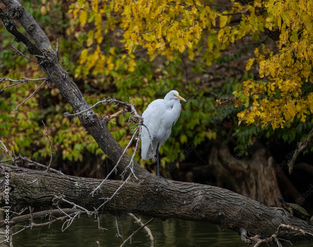 Great egret perching on tree trunk Great egret perching on tree trunk