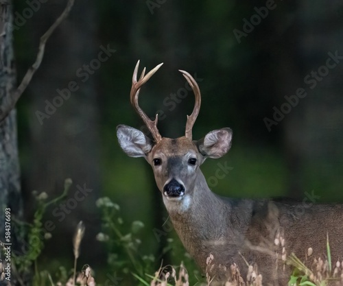 Closeup of a white-tailed deer in green grass in a forest