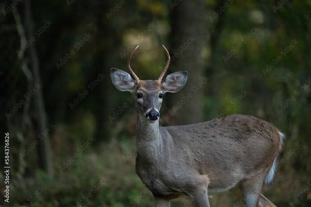 Closeup of a white-tailed deer in green grass in a forest Closeup of a white-tailed deer in green grass in a forest