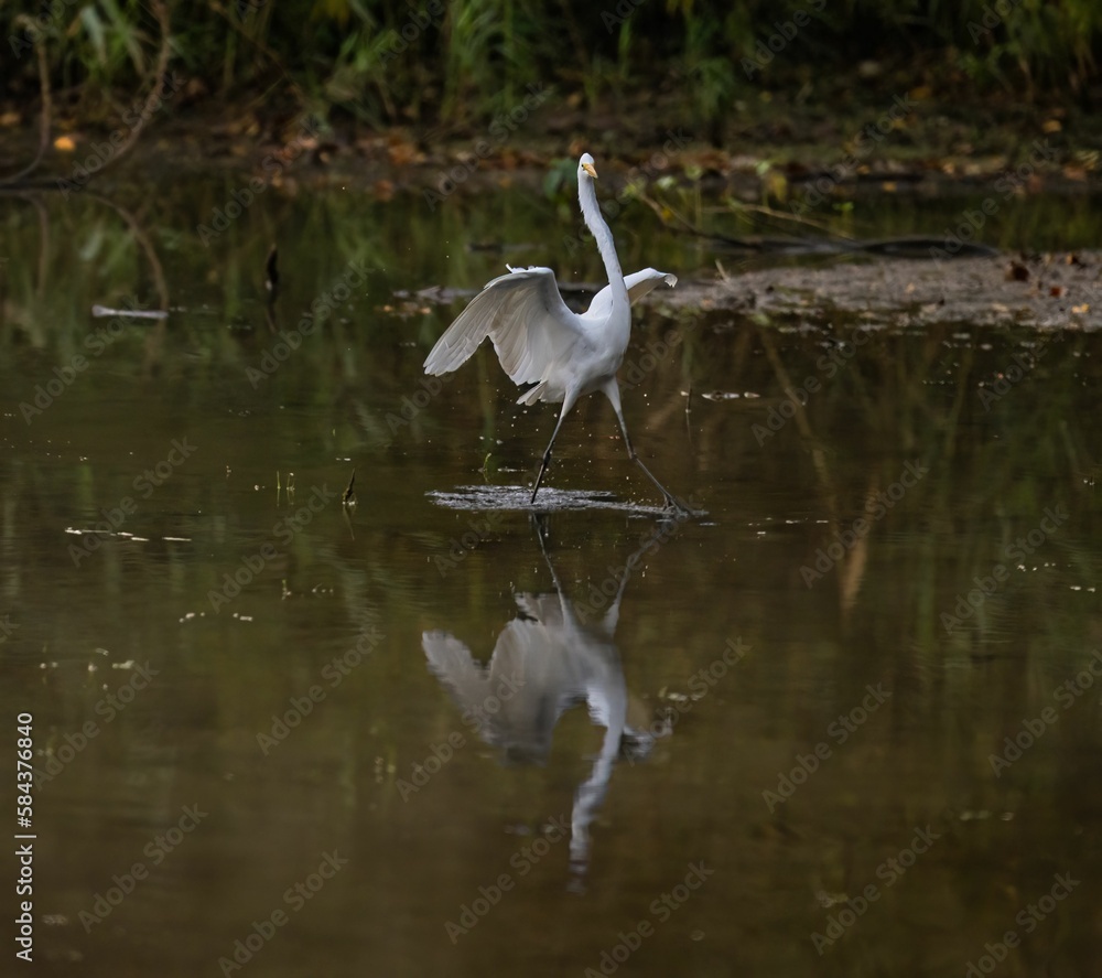 Closeup of a great egret flying over a lake in the nature Closeup of a great egret flying over a lake in the nature