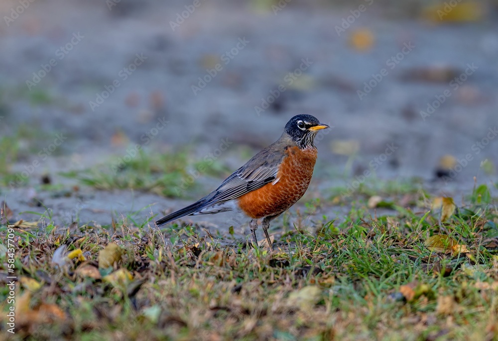 Closeup of an American robin, Turdus migratorius captured standing on a soil ground with grasses Closeup of an American robin, Turdus migratorius captured standing on a soil ground with grasses