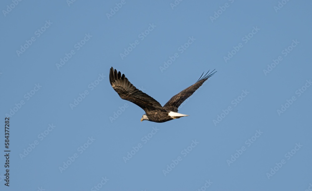 Bald eagle flying in the air against a blue sky Bald eagle flying in the air against a blue sky