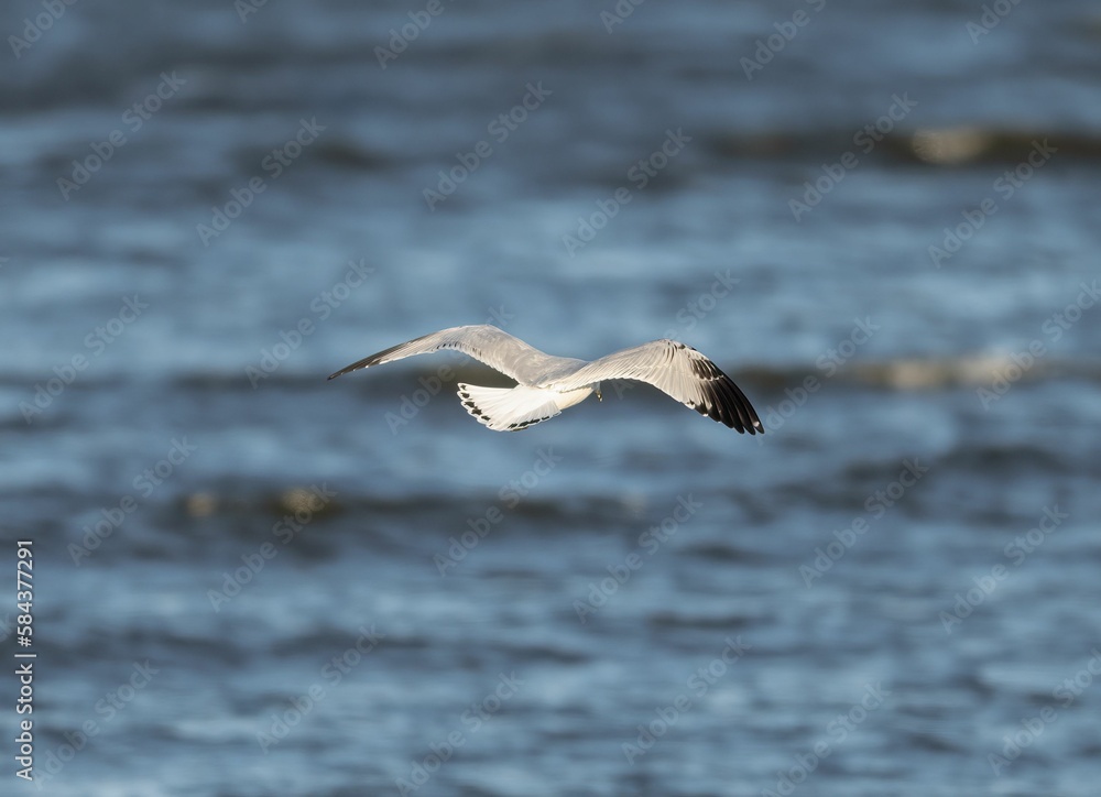 Common white gull flying over the sea Common white gull flying over the sea