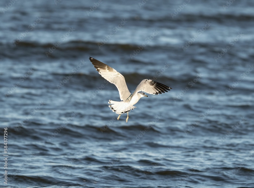 Common white gull flying over the sea Common white gull flying over the sea