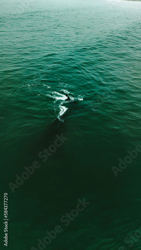 Baleia Franca Oceano Atlantico Sul Eubalaena Australis Animal Aquático Água Salgada Mar Vida Marinha Submarina Natureza Peixe Mamífero Sol Verão Conservação Drone Aérea 