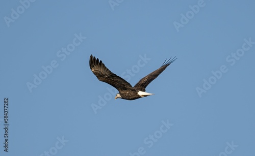 Bald eagle flying in the air against a blue sky