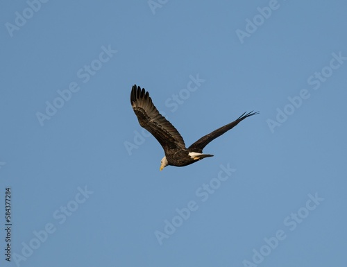 Bald eagle flying in the air against a blue sky