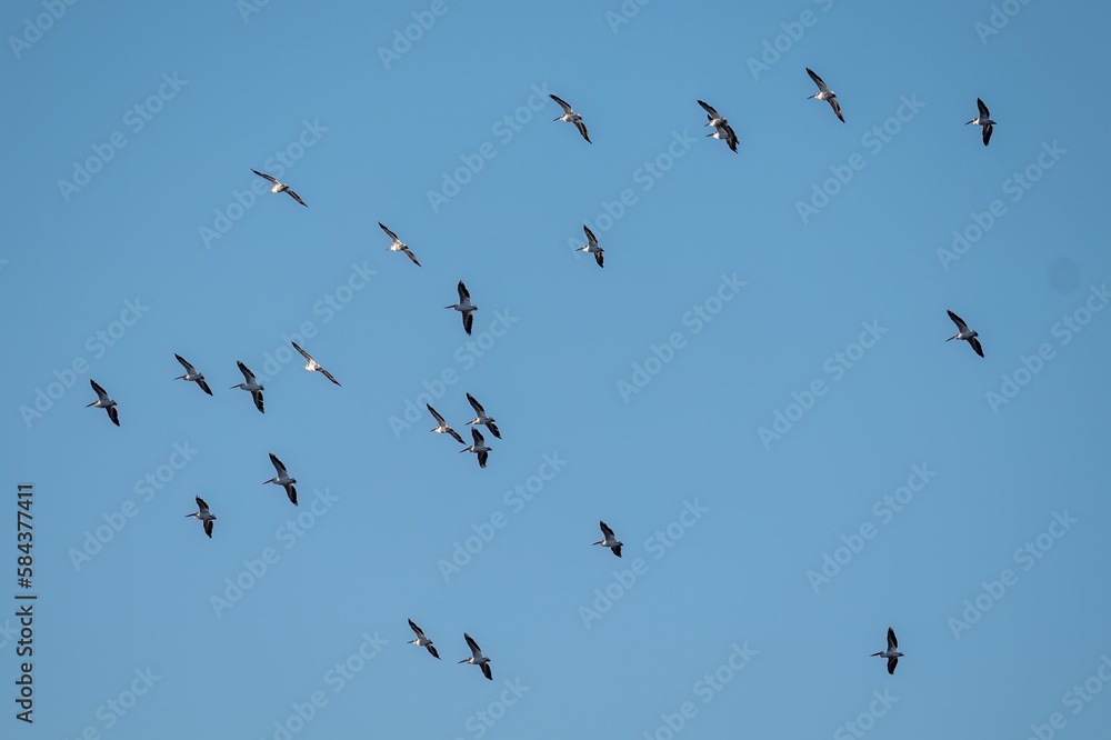 Group of pelicans flying in the air against a blue sky Group of pelicans flying in the air against a blue sky