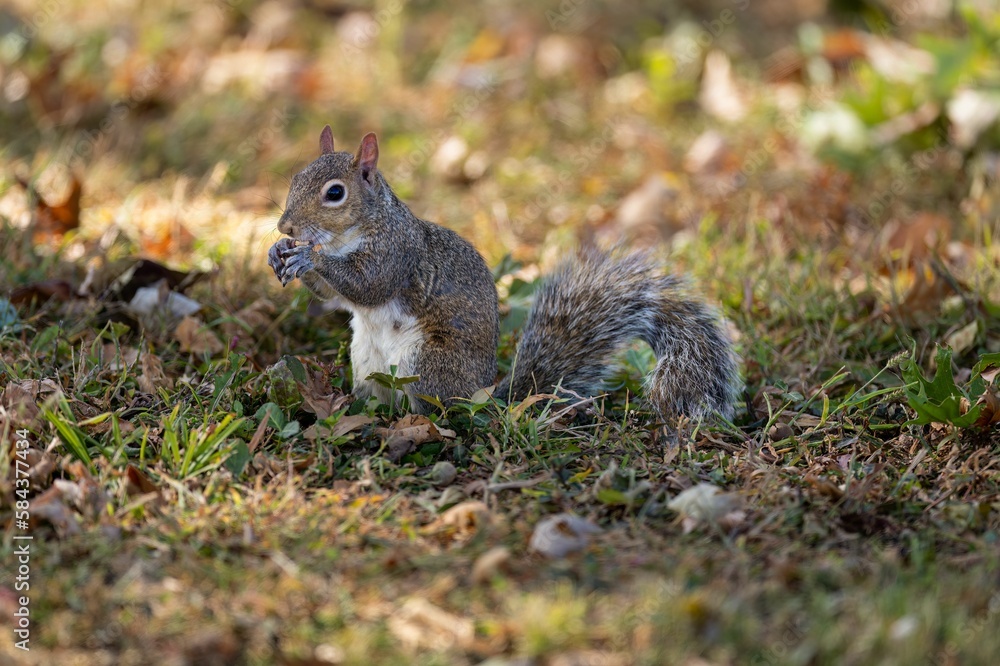 Closeup shot of the squirrel eating nuts in the wild Closeup shot of the squirrel eating nuts in the wild