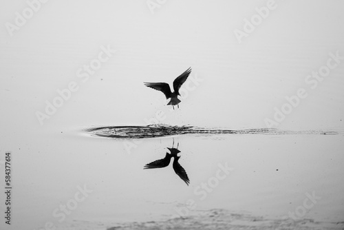 Selective focus grayscale shot of a seagull flying over water photo