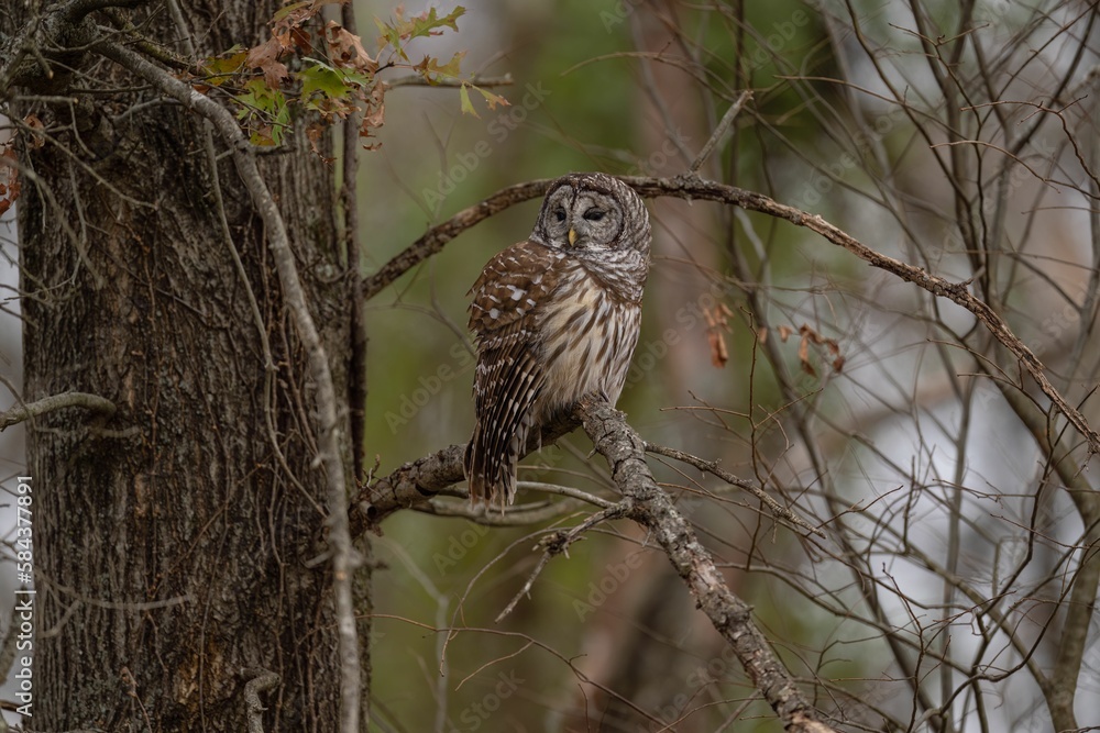 Strix owl perched on the tree branch Strix owl perched on the tree branch