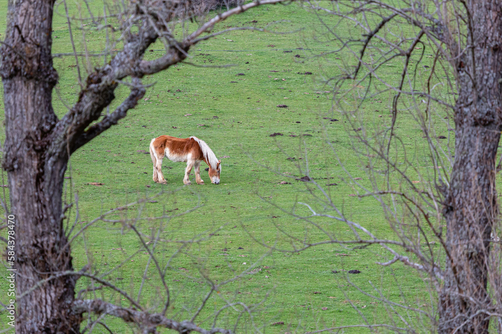 Breton hispanic horse, among the trees, grazing in the meadow.