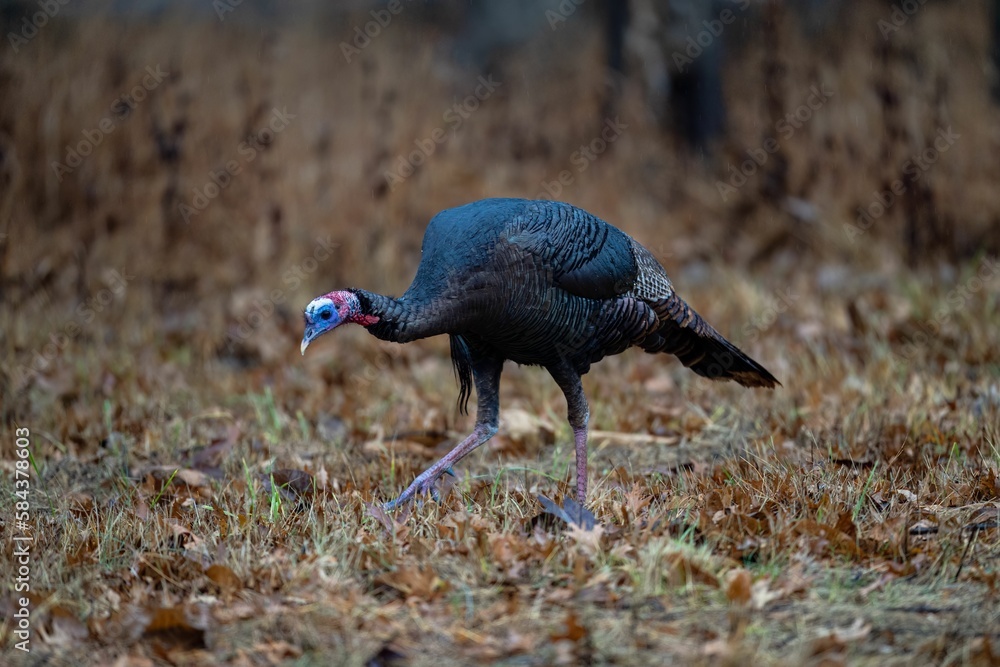Selective focus shot of wild turkey in its natural environment Selective focus shot of wild turkey in its natural environment