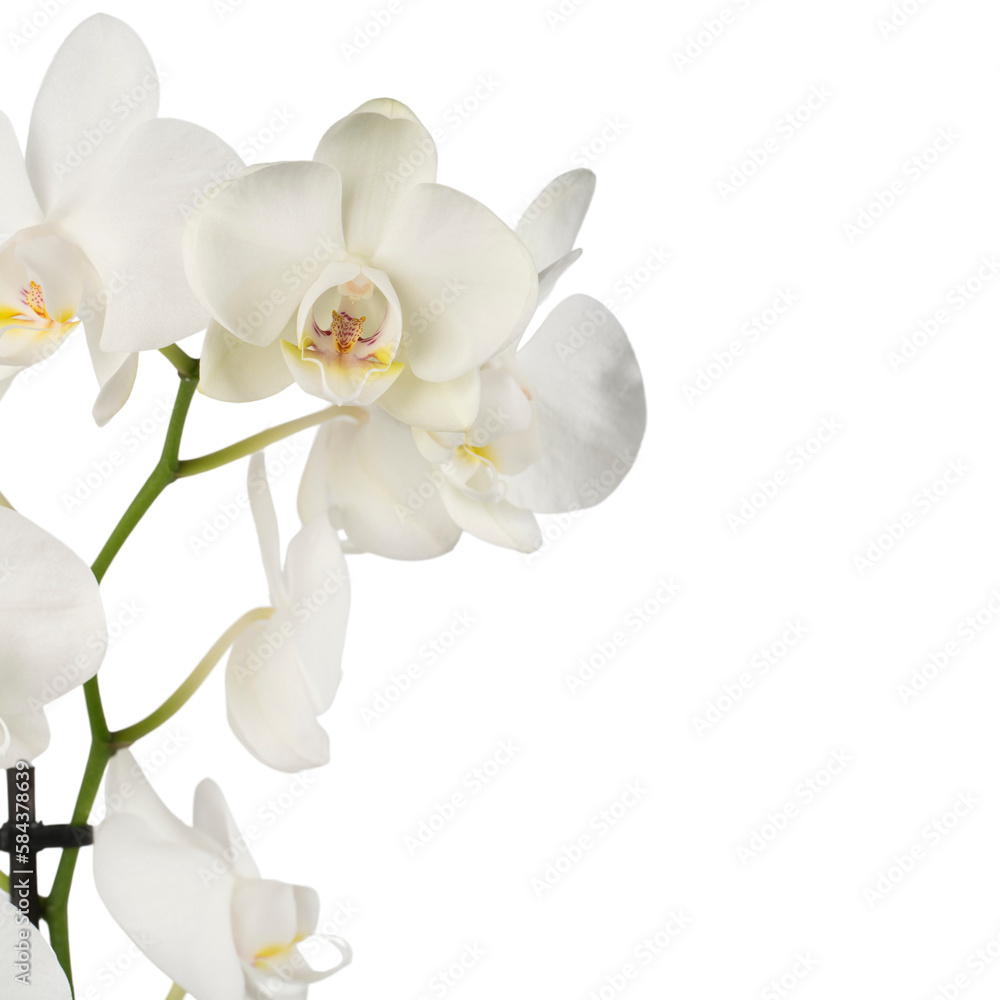 white orchid isolated on white background white orchid isolated on white background