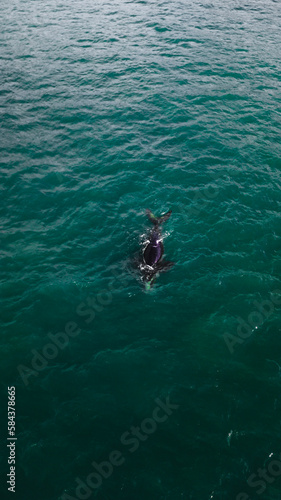 Baleia Franca Oceano Atlantico Sul Eubalaena Australis Animal Aquático Água Salgada Mar Vida Marinha Submarina Natureza Peixe Mamífero Sol Verão Conservação Drone Aérea  © Pedro