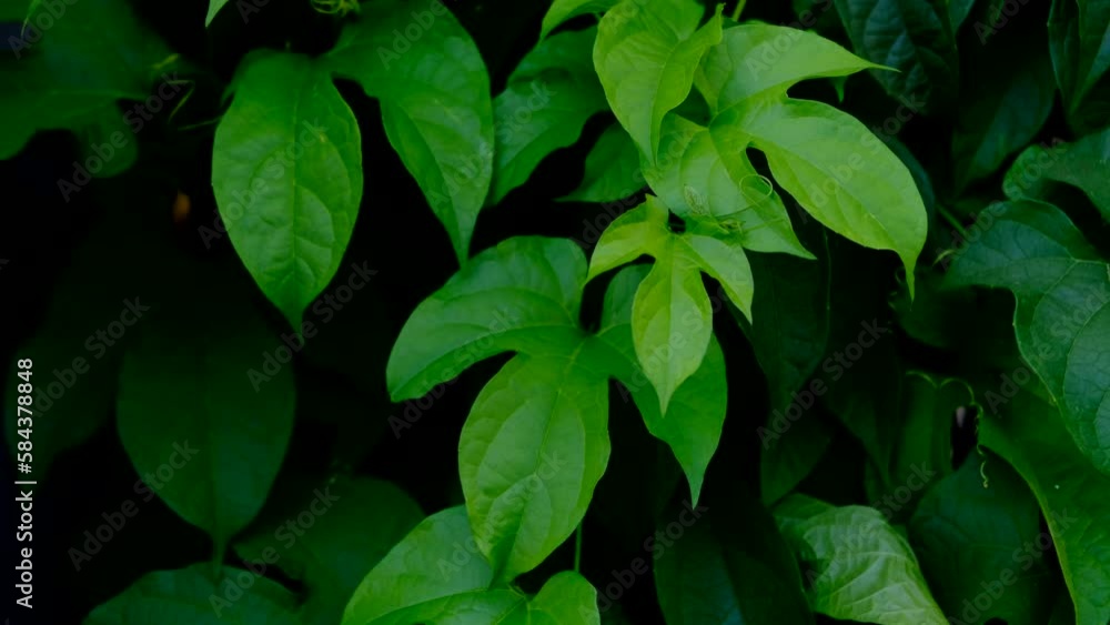 Leaves of Gac fruit Momordica cochinchinensis Leaves of Gac fruit Momordica cochinchinensis