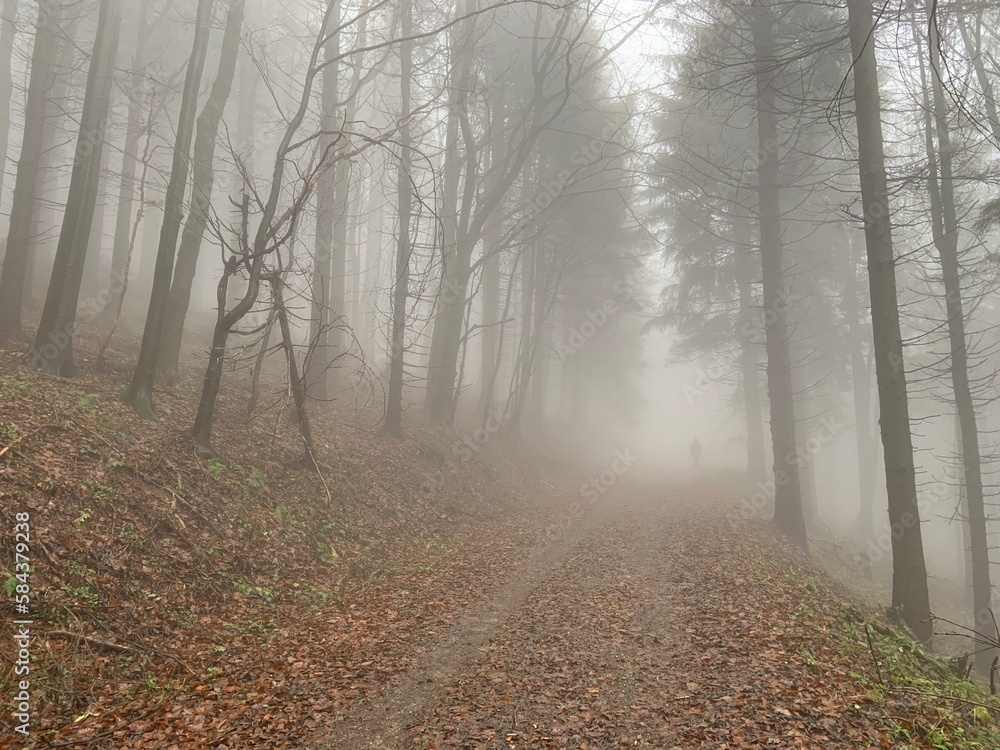 Fototapeta premium Fog in forrest