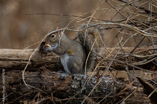 Closeup of Eastern gray squirrel on a tree with dry branches eating