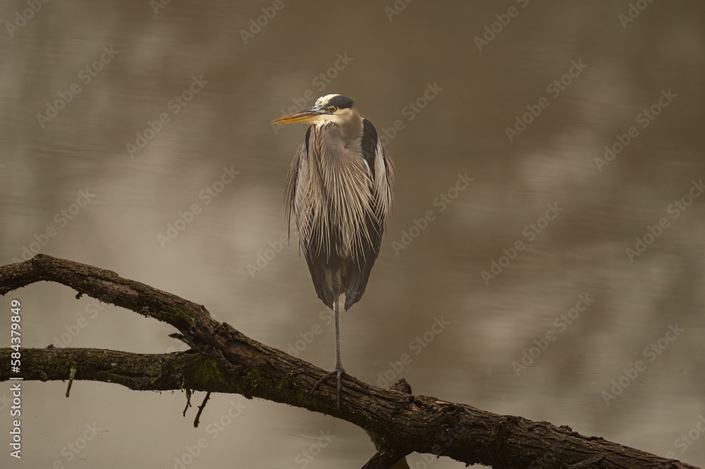 Fototapeta premium A Great blue heron bird standing on a branch of a tree in a river
