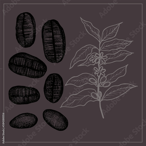  Illustration of coffee beans and cffee plant. Illustration of ripe coffee beans hand drawn.Coffee-coloured.Design element