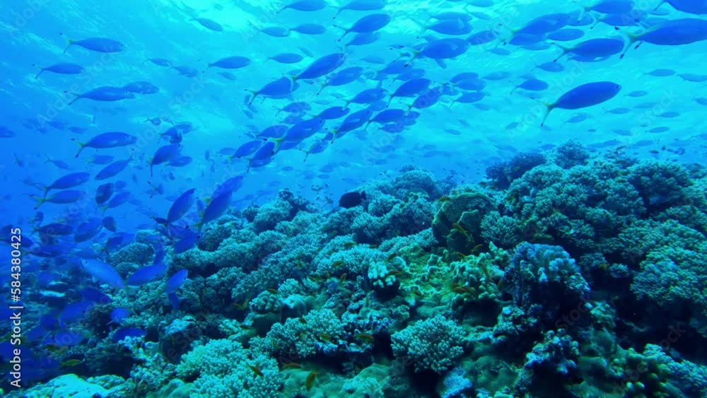 Flock of Lunar Fusiliers or Caesio lunaris at the bottom of the Red sea, Egypt, travel concept Flock of Lunar Fusiliers or Caesio lunaris at the bottom of the Red sea, Egypt, travel concept