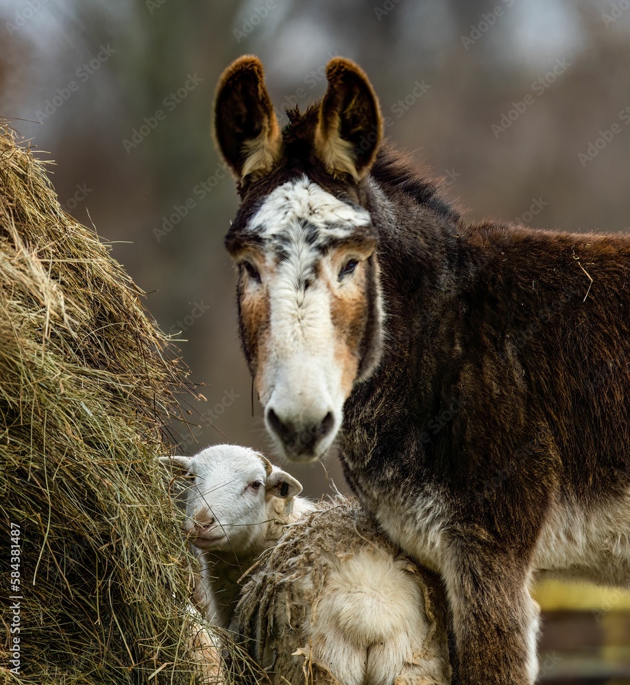 Fototapeta premium Cute lamb and donkey standing in a field in front of a straw bale