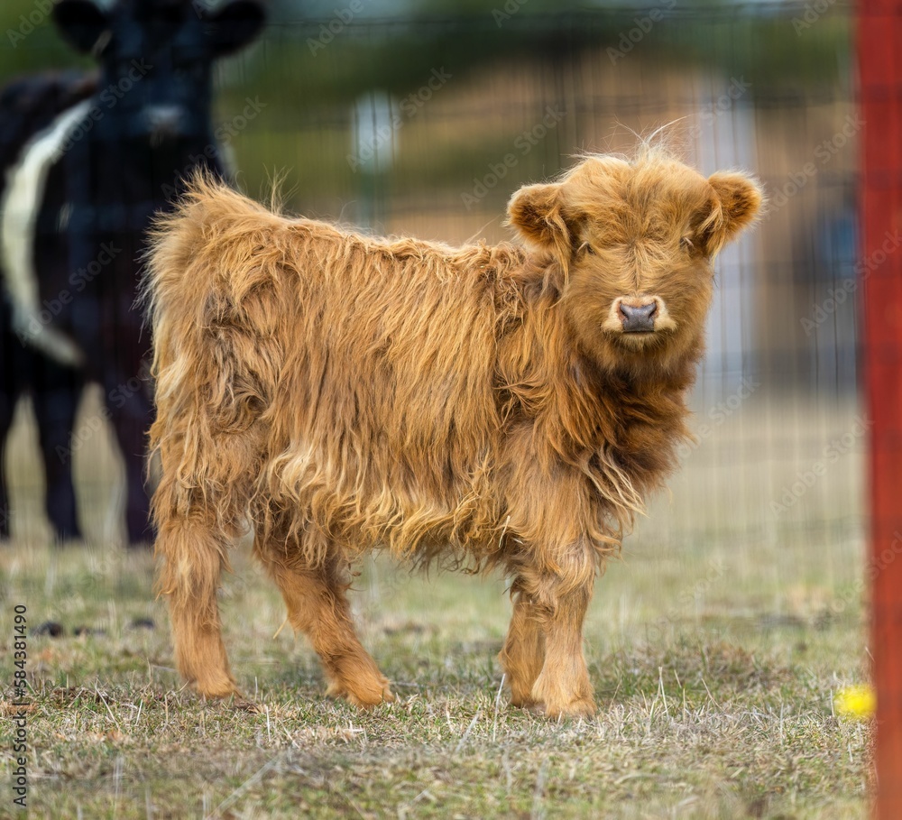View of a cute Highland cattle standing in a pasture