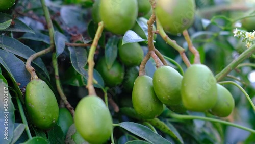 Green baby ambarella on tree. Young fresh green ambarella fruits on branch, Pommecythere, Buah Kedondong, Gway, hevi, mokah, goldpflaume, hog plum, tahitian apple, otaheite apple, golden apple, june p photo