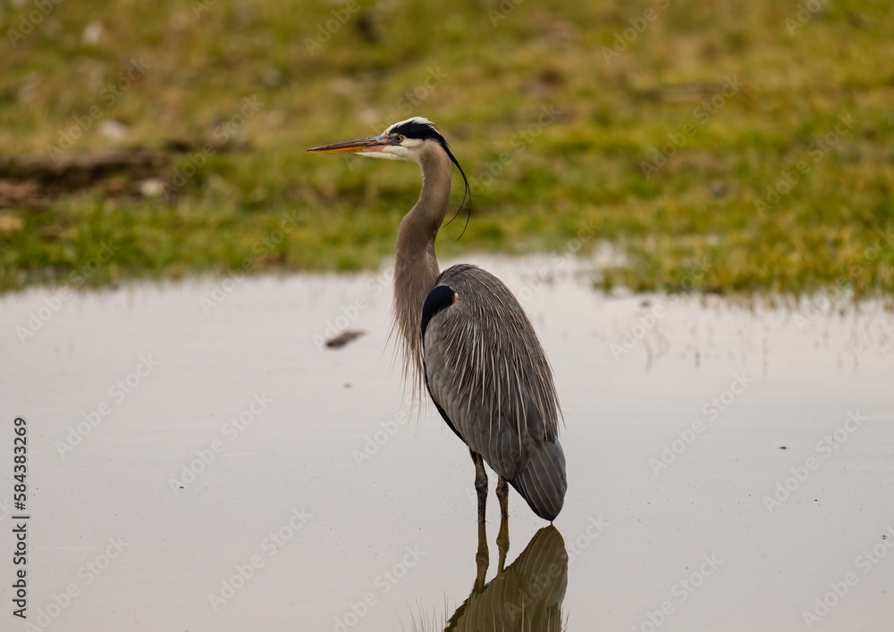 Reflection of a beautiful grey heron in the lake next to the shore