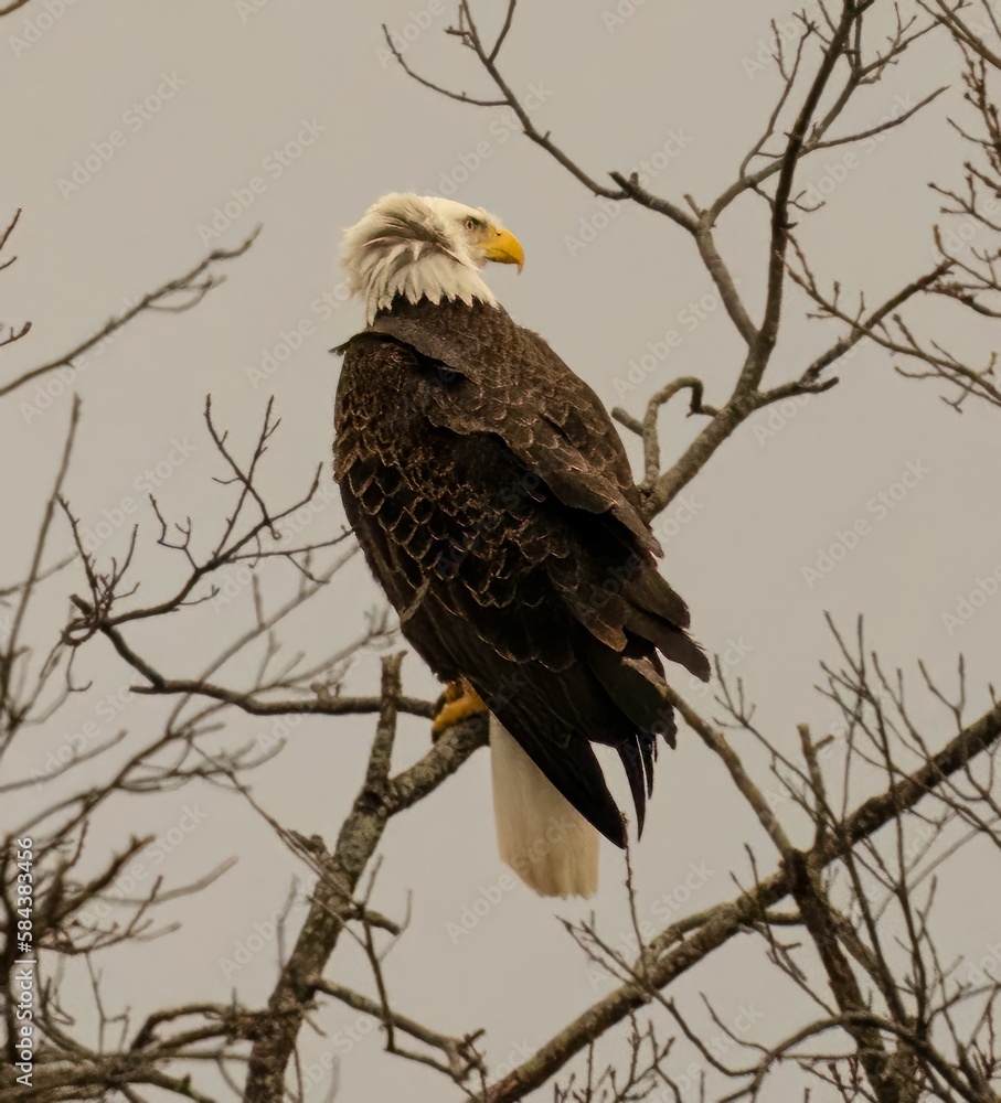 Eagle perched on the tree branch