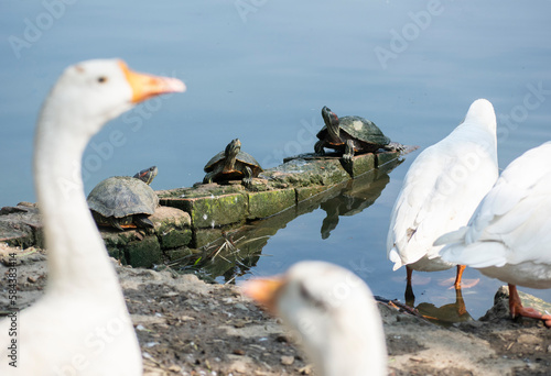 Assam roofed turtles bask in the sun in a pond photo