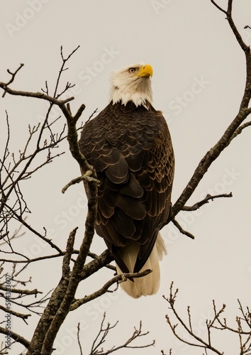 Eagle perched on a tree