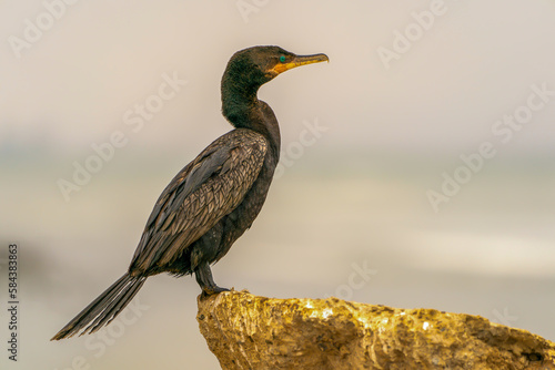 Peruvian cormorant © William Huang