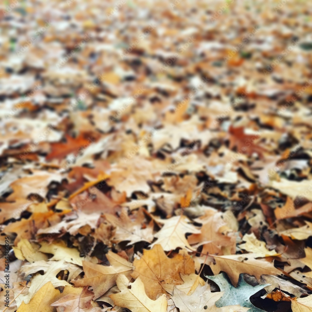 autumn leaves background autumn leaves background