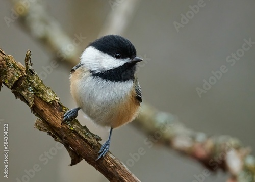 Adorable black-capped chickadee (Poecile atricapillus) on a tree branch in closeup