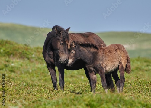 Mother and baby horse in a meadow under the bright sunlight © Joewilson/Wirestock Creators