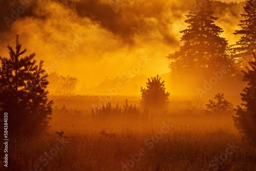 Scenic view of spruce trees in a field at bright golden hour