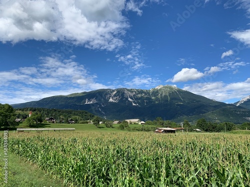 field of corn in Slovenia