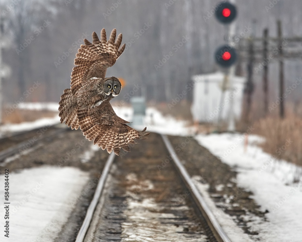 Fototapeta premium View of the owl flying over the snowy railroads