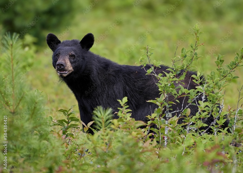 Closeup shot of a black bear in a field