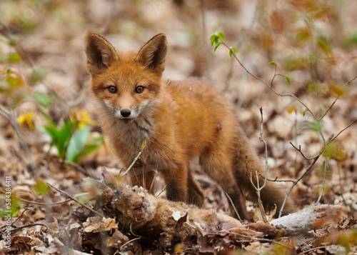 Closeup of a fox in its natural habitat © Joewilson/Wirestock Creators