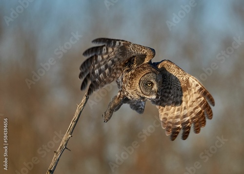 Portrait of a Great grey owl flying with blur background in the forest, closeup shot