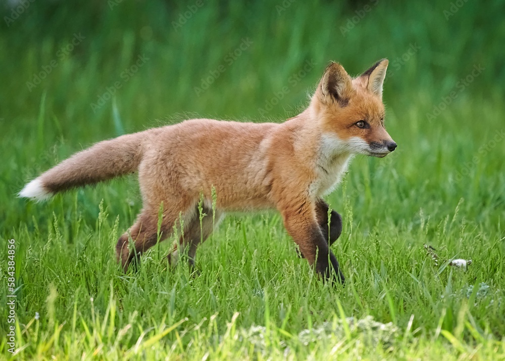 Closeup of a kit fox (Vulpes macrotis) running in a park Closeup of a kit fox (Vulpes macrotis) running in a park