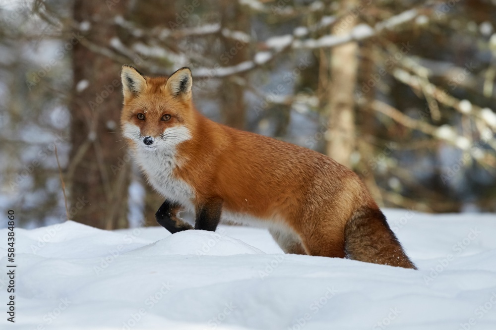 Beautiful fox (Vulpes vulpes) walking in a snowy forest with trees in the blurred background Beautiful fox (Vulpes vulpes) walking in a snowy forest with trees in the blurred background