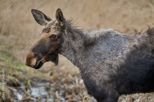 Closeup of a moose (Alces alces) in a field