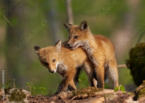 Cute baby Kit foxes (Vulpes macrotis) playing with each other on the blurred background © Joewilson/Wirestock Creators