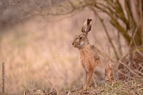 hase, feldhase, wild lebende tiere, natur, ohr, hübsch, 