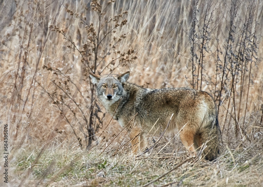 Eastern Wolf spotted in the jungle looking at the camera Eastern Wolf spotted in the jungle looking at the camera