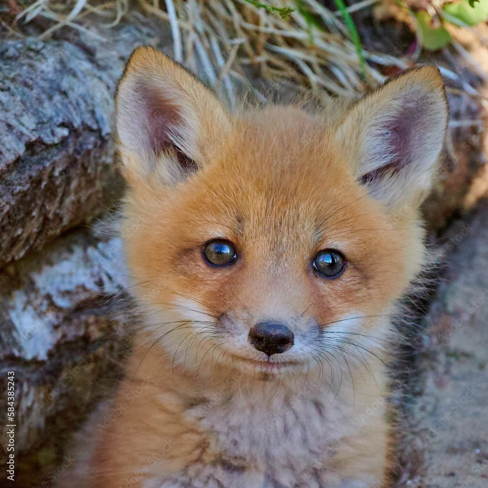 Fototapeta premium Closeup shot of a cute fluffy baby red fox in a forest